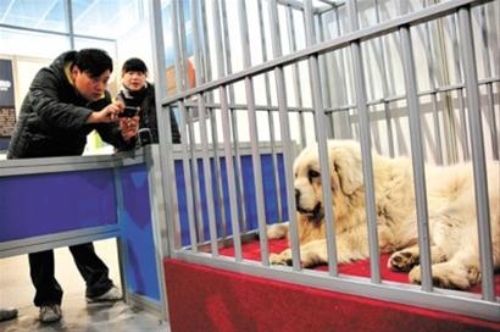 上海寵物犬博覽會舉行 藏獒&ldquo;小白龍&rdquo;身價兩千萬